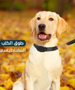 طوق كلب مغناطيسي