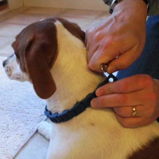 طوق كلاب تعليمي Command collar