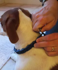 طوق كلاب تعليمي Command collar